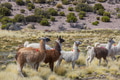 Llama - PhotoDune Item for Sale