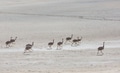 Ostrich - PhotoDune Item for Sale