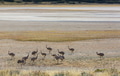 Ostrich - PhotoDune Item for Sale