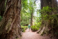Hike in the forest - PhotoDune Item for Sale