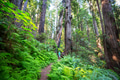 Hike in the forest - PhotoDune Item for Sale