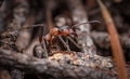 Ant close-up in the wild. - PhotoDune Item for Sale
