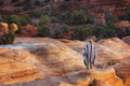 Hike in Utah in poncho - PhotoDune Item for Sale