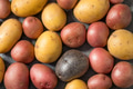 Healthy Raw Mini Multicolored Rainbow Potatoes - PhotoDune Item for Sale