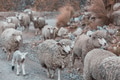 Sheep - PhotoDune Item for Sale