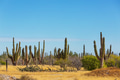 Cactus - PhotoDune Item for Sale