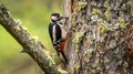Great spotted woodpecker (Dendrocopos major) - PhotoDune Item for Sale