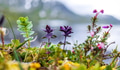 Colorful tundra wildflowers growing on a mossy tundra bank above Geirangerfjord in Norway - PhotoDune Item for Sale