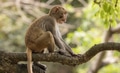 Macaques in nature. Macaques constitute a genus (Macaca) of gregarious monkeys. - PhotoDune Item for Sale