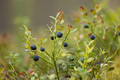 Wild Bilberries (Vaccinium myrtillus) in the forest. - PhotoDune Item for Sale