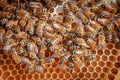 Honey Bees working on honeycomb close-up shot. - PhotoDune Item for Sale