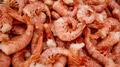 Frozen unpeeled shrimps seafood background. Heap of frozen raw unpeeled shrimps with shells - PhotoDune Item for Sale