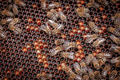 Honey Bees working on honeycomb close-up shot. - PhotoDune Item for Sale