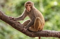 Macaques in nature. Macaques constitute a genus (Macaca) of gregarious monkeys. - PhotoDune Item for Sale