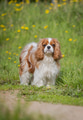 Cavalier King Charles Spaniel dog on a walk in the summer park. - PhotoDune Item for Sale