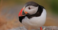 Atlantic puffin (Fratercula arctica), on the rock on the island of Runde (Norway). - PhotoDune Item for Sale