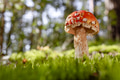 Fly agaric Mushroom In a forest. - PhotoDune Item for Sale