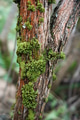 Green moss growing on textured tree bark surface - PhotoDune Item for Sale