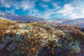 Sunny landscape of rocky mountain tundra covered with moss - PhotoDune Item for Sale