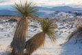 Plants in White sand dunes - PhotoDune Item for Sale