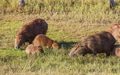 Capybara - PhotoDune Item for Sale