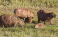 Capybara - PhotoDune Item for Sale