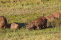Capybara - PhotoDune Item for Sale