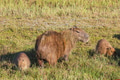 Capybara - PhotoDune Item for Sale