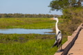 Heron - PhotoDune Item for Sale