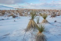 Plants in White sand dunes - PhotoDune Item for Sale