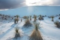 Plants in White sand dunes - PhotoDune Item for Sale