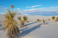 Plants in White sand dunes - PhotoDune Item for Sale