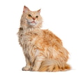 Wet ginger maine coon cat sitting white background - PhotoDune Item for Sale