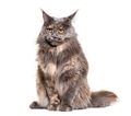 Maine coon cat posing still on white background - PhotoDune Item for Sale