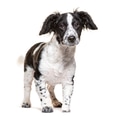Spotted black and white puppy dog looking at camera - PhotoDune Item for Sale