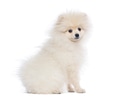 White pomeranian puppy dog sitting looking curious - PhotoDune Item for Sale