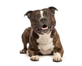 Brindle staffordshire bull terrier dog lying with open mouth - PhotoDune Item for Sale