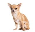 Tan adult chihuahua sitting on white background - PhotoDune Item for Sale