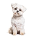 White maltese mix dog sitting on white background - PhotoDune Item for Sale