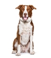 Border collie dog sitting panting looking at camera - PhotoDune Item for Sale