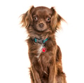 Brown long haired chihuahua dog wearing blue collar - PhotoDune Item for Sale