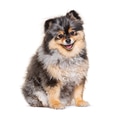 Pomeranian merle puppy dog sitting on white background smiling - PhotoDune Item for Sale