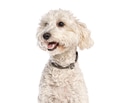 Happy white poodle dog with curly hair - PhotoDune Item for Sale