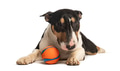 English bull terrier dog lying with orange ball - PhotoDune Item for Sale
