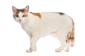 Calico cat standing, looking at camera on white background - PhotoDune Item for Sale