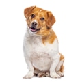 Sitting mixed breed dog looking at camera with open mouth - PhotoDune Item for Sale
