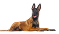 Belgian malinois dog lying on white background looking - PhotoDune Item for Sale