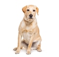 Yellow labrador retriever dog sitting looking at camera - PhotoDune Item for Sale