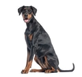 Doberman pinscher dog sitting on white background - PhotoDune Item for Sale