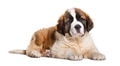 Saint bernard puppy resting calmly on white background - PhotoDune Item for Sale